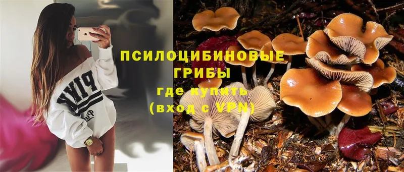 Галлюциногенные грибы Magic Shrooms  что такое   Балтийск 